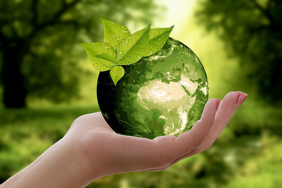 Sustainability as a Driver of Brand Value: Strategies for a Greener and More Valuable Future